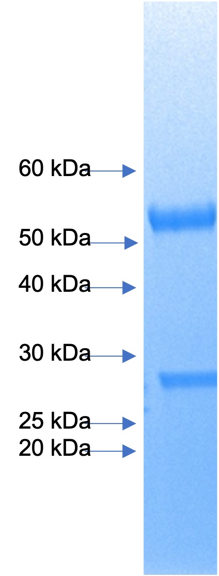 Anti-IL-17A (Taltz) (Ixekizumab biosimilar) mAb